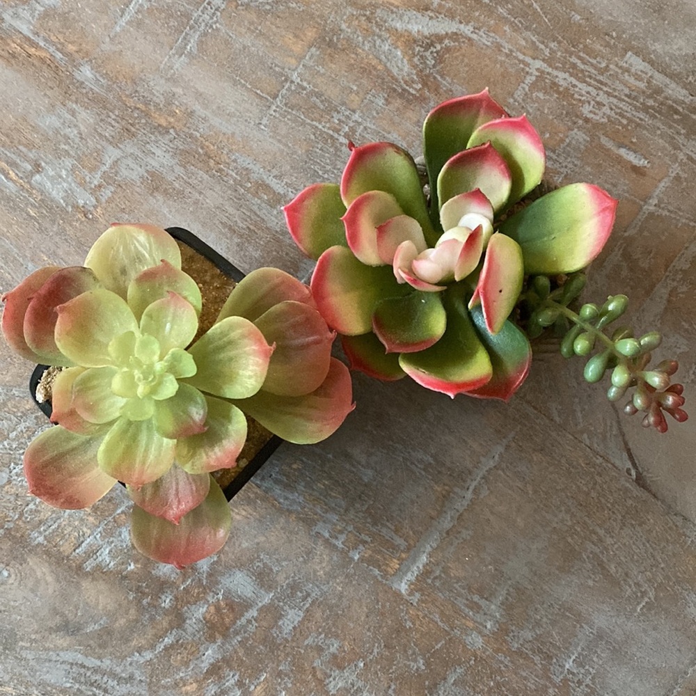 Set of 2 Artificial Succulent Plants